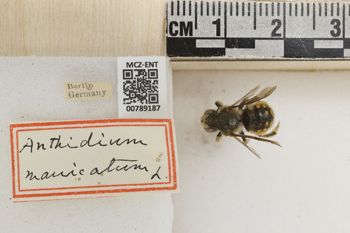 Media type: image;   Entomology 789187 Aspect: Labels